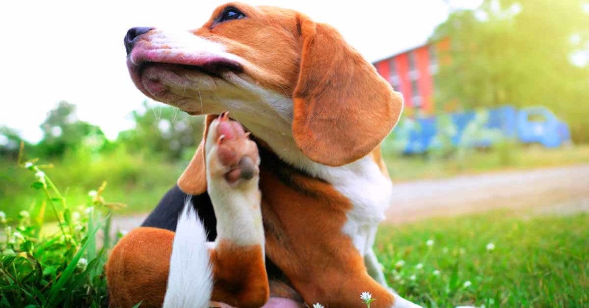 9 astuces naturelles pour éliminer les puces et les tiques de votre chien