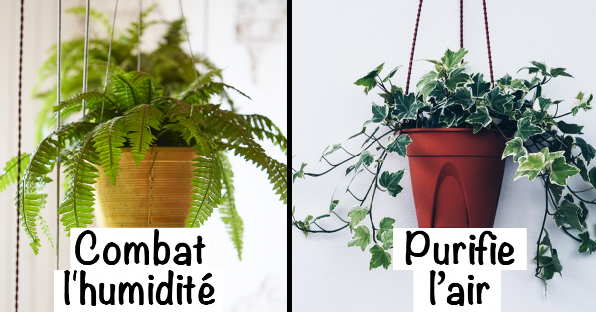 9-plantes-dinterieur-pour-ameliorer-lair-de-votre-maison