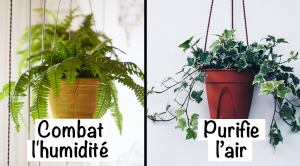 9-plantes-dinterieur-pour-ameliorer-lair-de-votre-maison