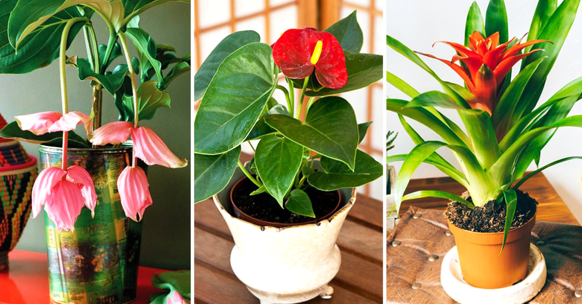 9 plantes d'intérieur qui fleurissent facilement à la maison