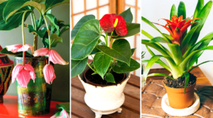 9 plantes d’intérieur qui fleurissent facilement à la maison