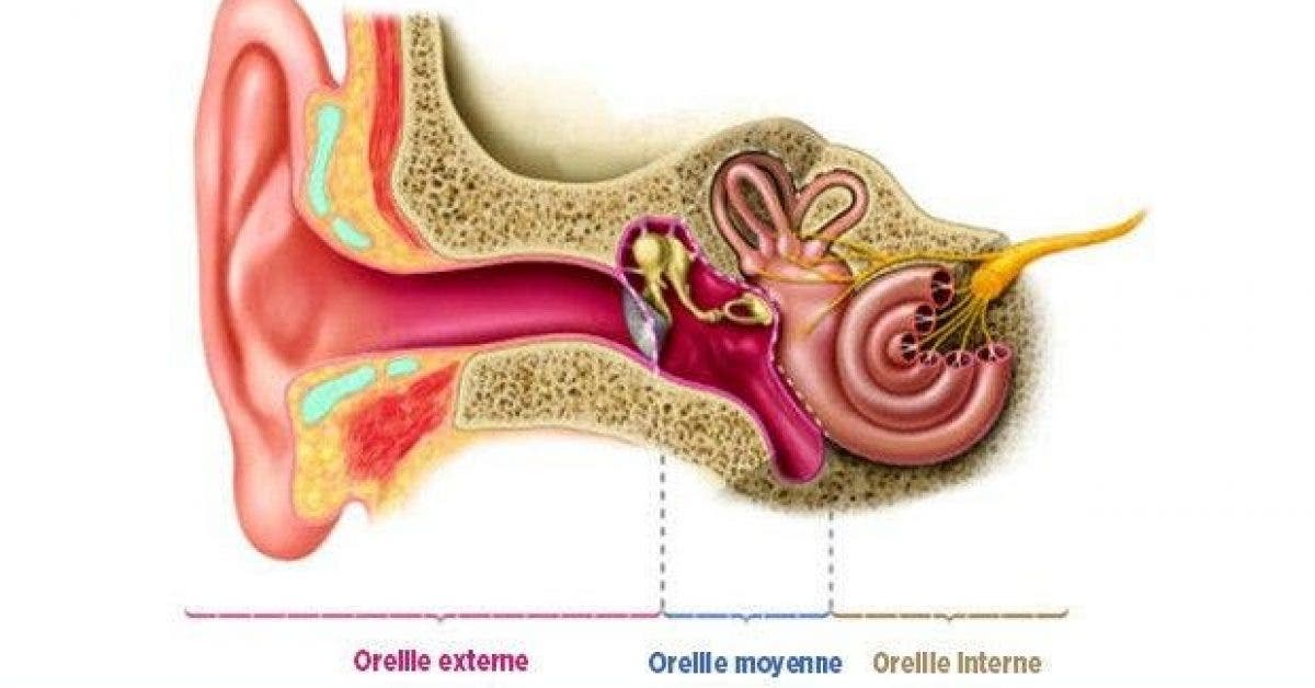 9 secrets des amish pour proteger laudition et traiter la perte auditive naturellement 1