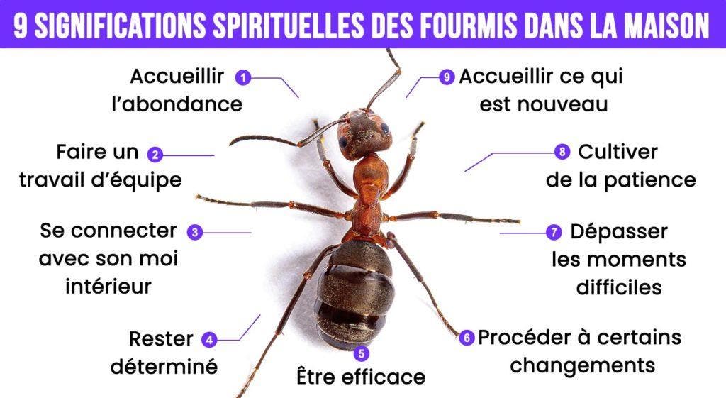 Fourmis dans la maison 9 significations spirituelles