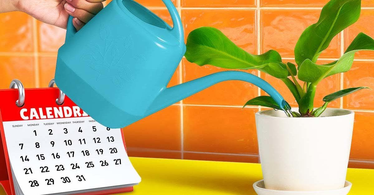 À quelle fréquence doit-on arroser les plantes d’intérieur pour qu’elles restent en bonne santé final