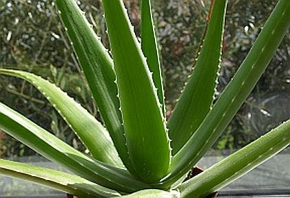 Aloe-Vera1