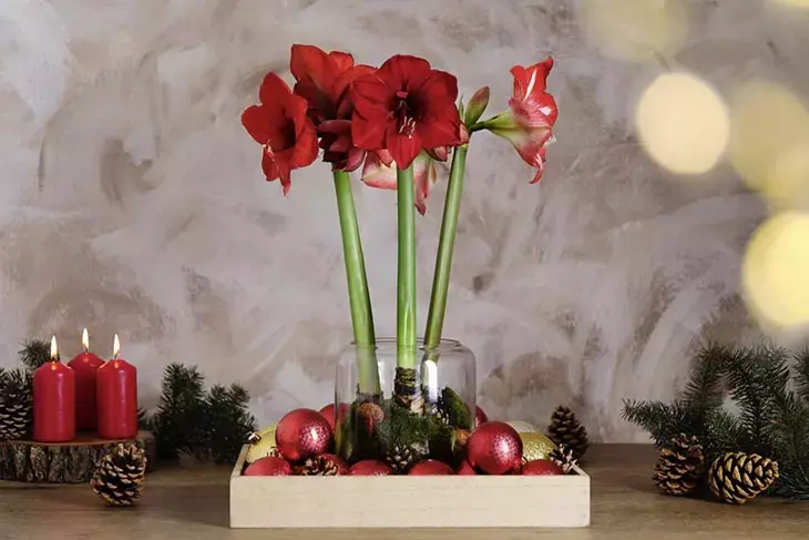 Mai mettere queste piante sul davanzale della finestra, dopo qualche giorno moriranno 6 Amaryllis