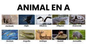 Animal en A la liste des animaux commençant par A