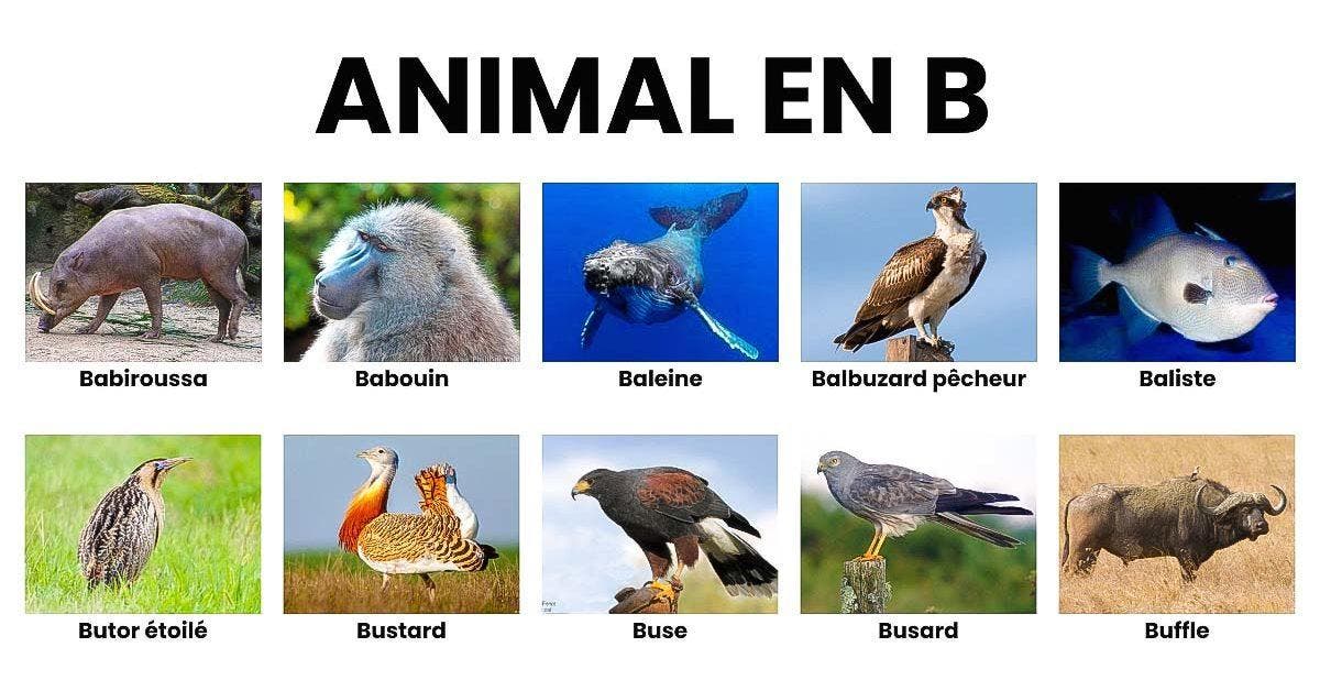 Animal en B _ la liste des animaux commençant par B