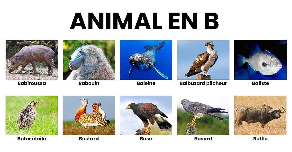 Animal En B La Liste Des Animaux Commençant Par B