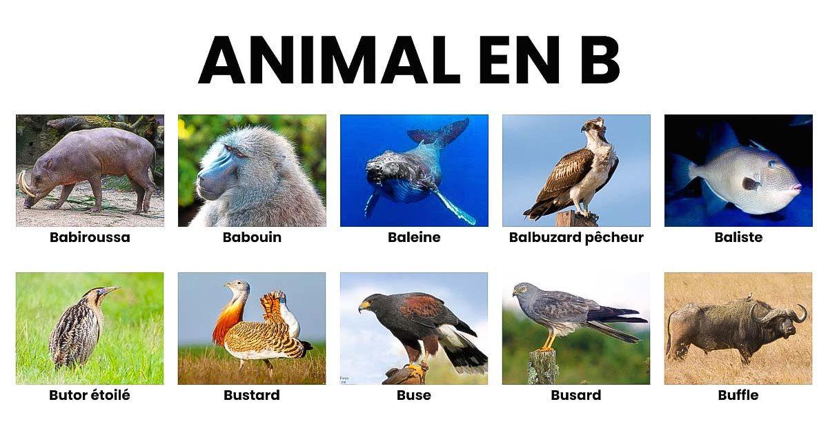 La Liste Des Animaux Commen ant Par B Laminute info