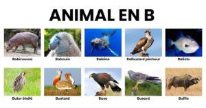 Animal en B _ la liste des animaux commençant par B