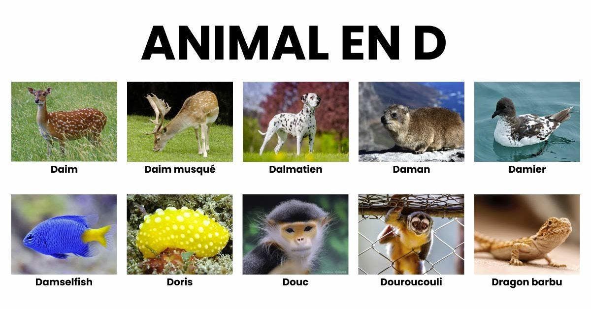 Animal en D _ la liste des animaux commençant par D