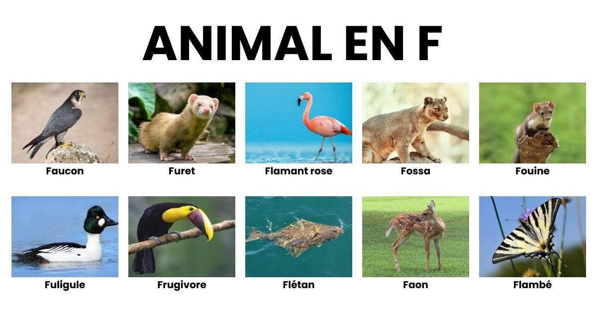 Animal en F la liste des animaux commençant par F