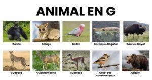 Animal en G la liste des animaux commençant par G