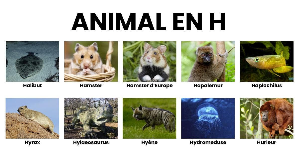 Animal en H _ la liste des animaux commençant par H