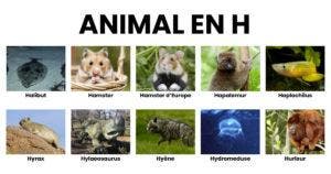 Animal en H _ la liste des animaux commençant par H