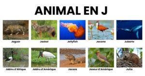 Animal en J la liste des animaux commençant par J