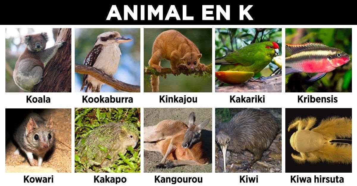 Animal en K - la liste des animaux commençant par K_