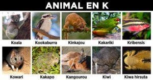 Animal en K - la liste des animaux commençant par K_