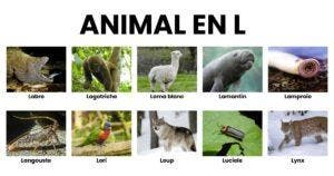 Animal en L _ la liste des animaux commençant par L