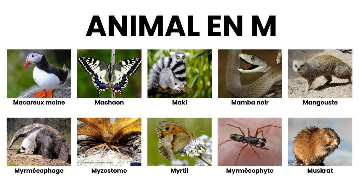 Animal en M _ la liste des animaux commençant par M