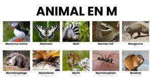 Animal en M _ la liste des animaux commençant par M
