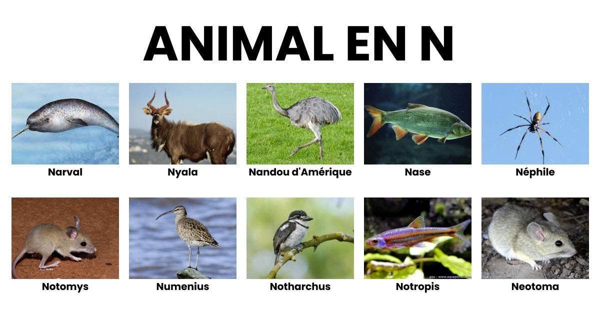 Animal en N _ la liste des animaux commençant par N