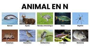 Animal en N _ la liste des animaux commençant par N