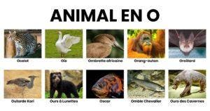 Animal en O la liste des animaux commençant par la lettre O