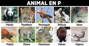 Animal en P - la liste des animaux commençant par P_