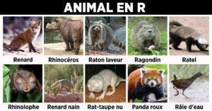 Animal en R - la liste des animaux commençant par R