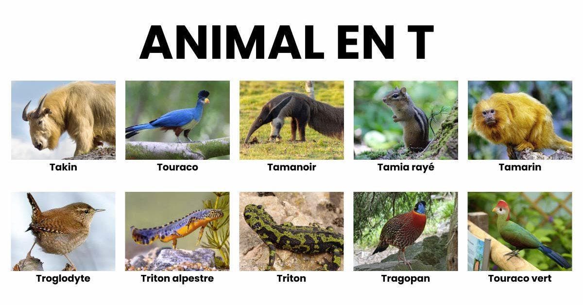 Animal en T _ la liste des animaux commençant par T