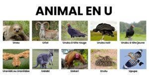 Animal en U la liste des animaux commençant par U