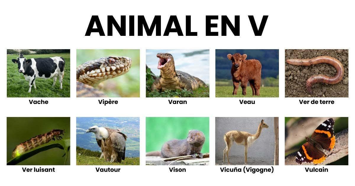 Animal en V _ la liste des animaux commençant par V
