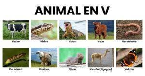 Animal en V _ la liste des animaux commençant par V