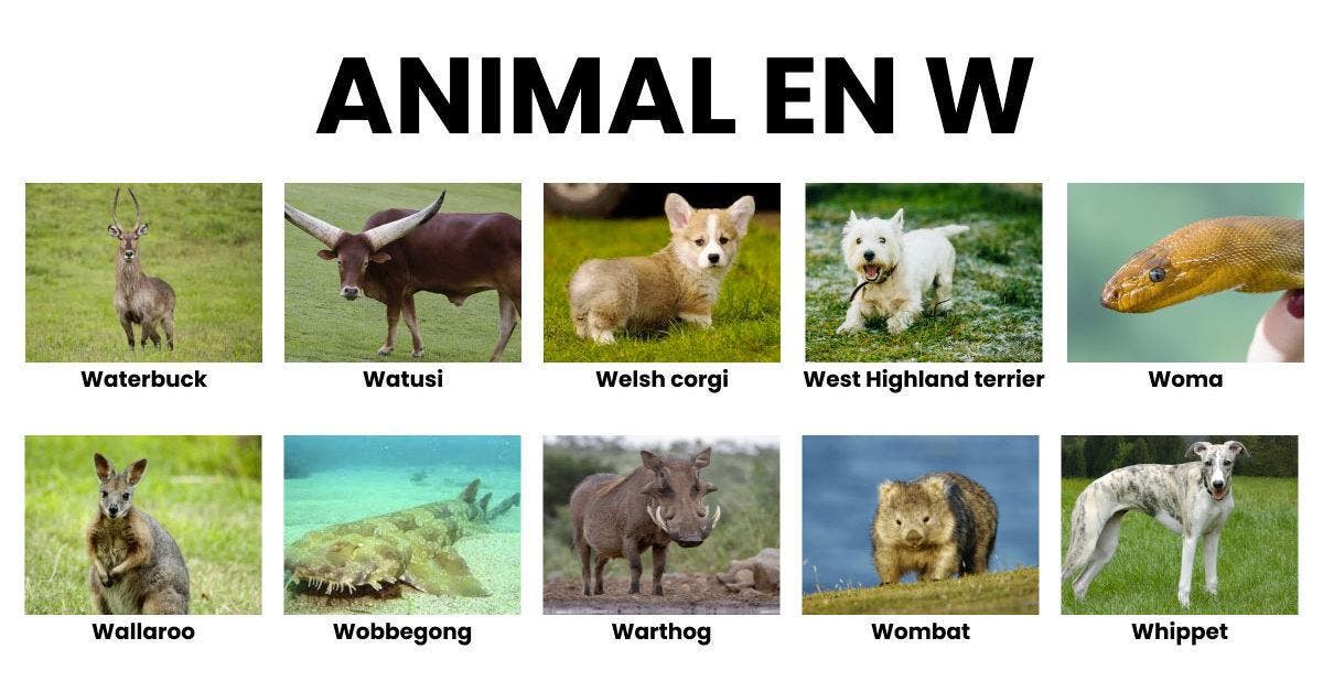 Animal en W la liste des animaux commençant par W
