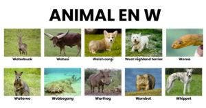 Animal en W la liste des animaux commençant par W