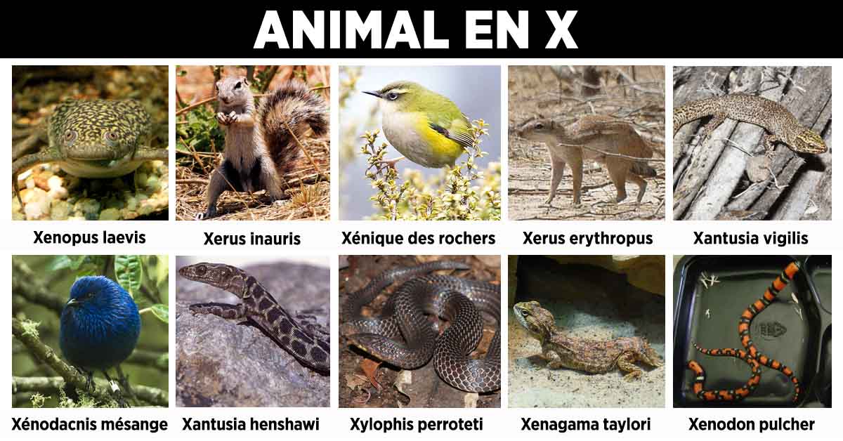 Animal en X - la liste des animaux commençant par X_