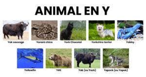 Animal en Y _ la liste des animaux commençant par Y