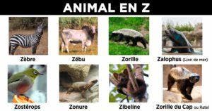 Animal en Z - la liste des animaux commençant par Z_