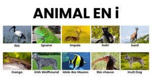 Animal en i la liste des animaux commençant par i