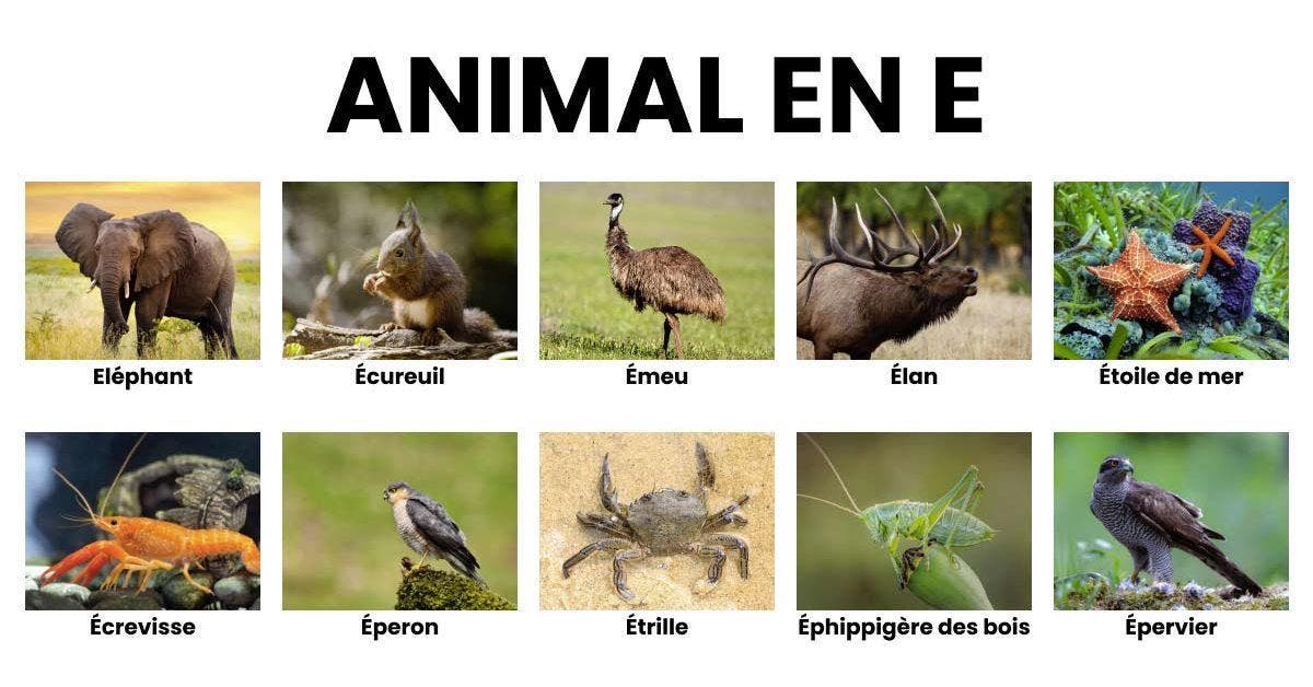 Animaux en E - la liste des animaux commençant par E