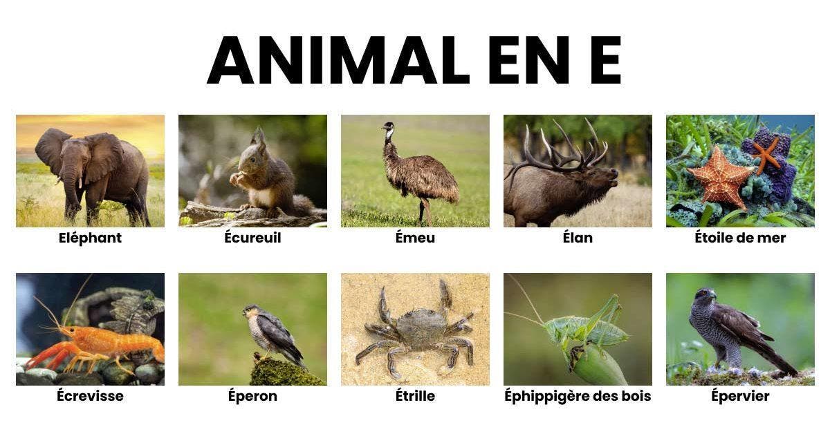 Animaux en E - la liste des animaux commençant par E