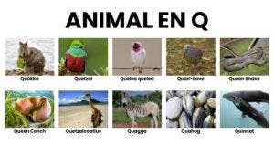 Animaux en Q - la liste des animaux commençant par Q