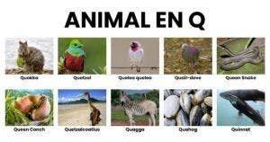 Animaux en Q - la liste des animaux commençant par Q