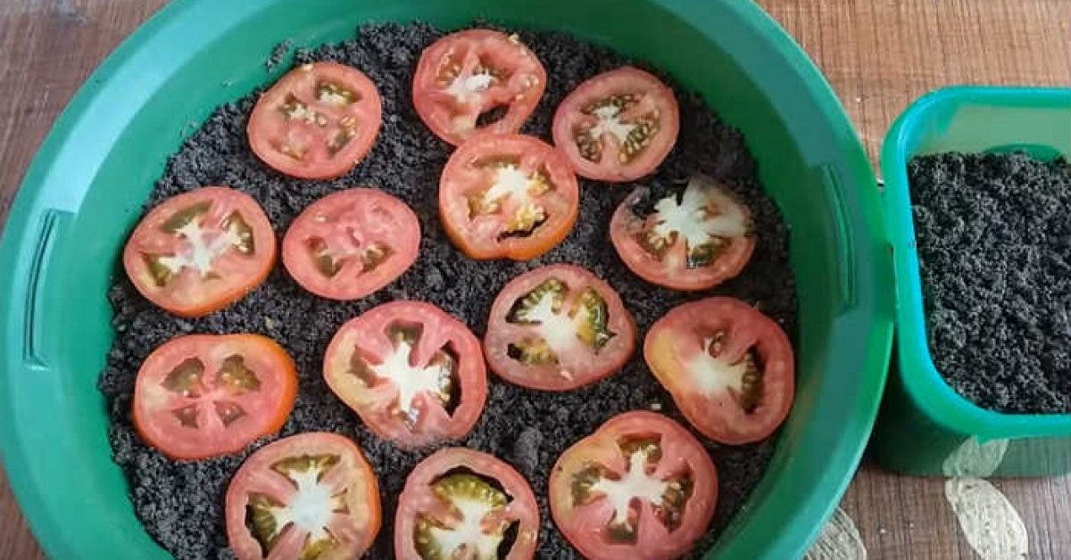 Apprenez à cultiver des tomates à la maison pour ne plus jamais en acheter