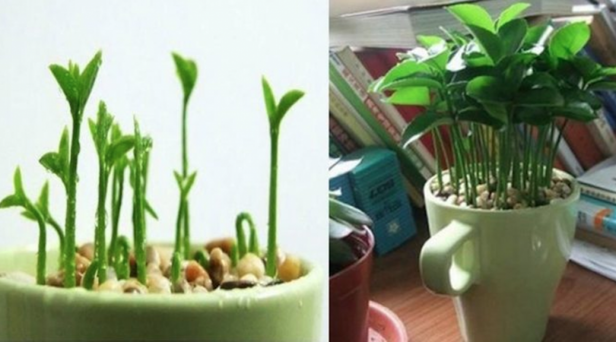 Apprenez à planter du citron dans une tasse et votre maison sentira toujours bon