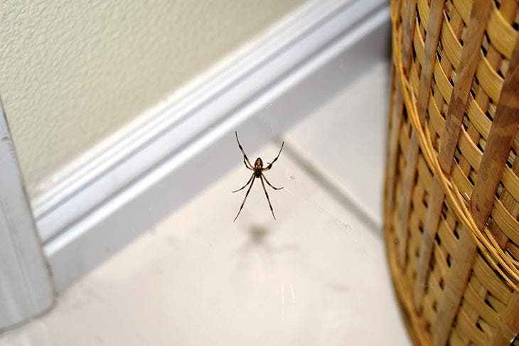 spider in the house