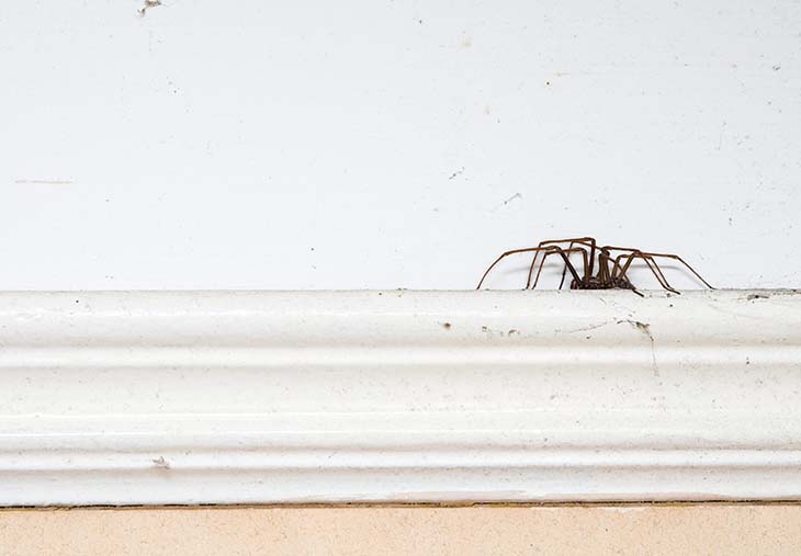 Bir kaide üzerinde örümcek