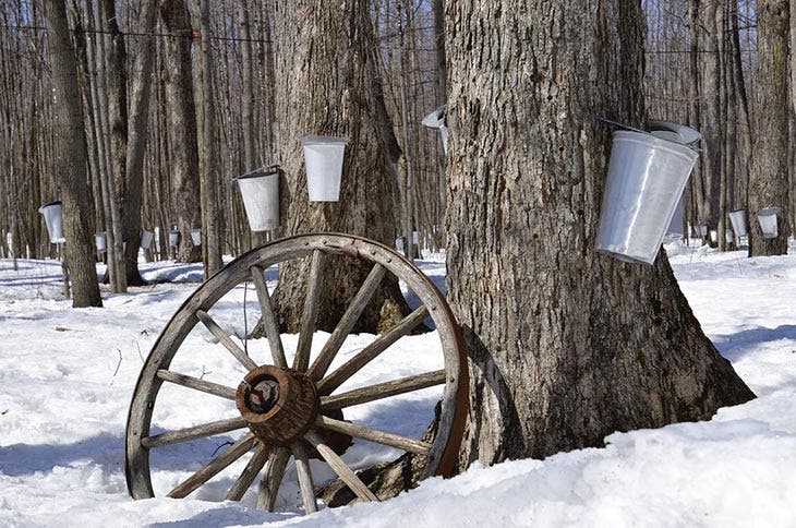 maple syrup tree